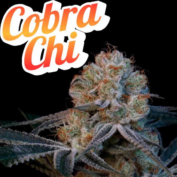 Cobra Chi Clone Beleaf Cut