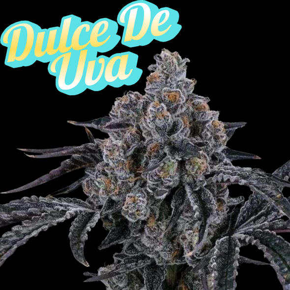 Dulce De Uva Clone Bloom Heritage  Cut
