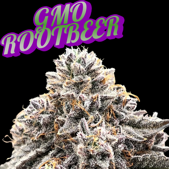 GMO Rootbeer Clone Freeborn Cut