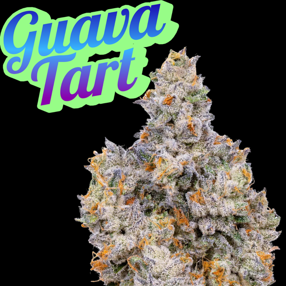Guava Tart Clone Crockett Cut