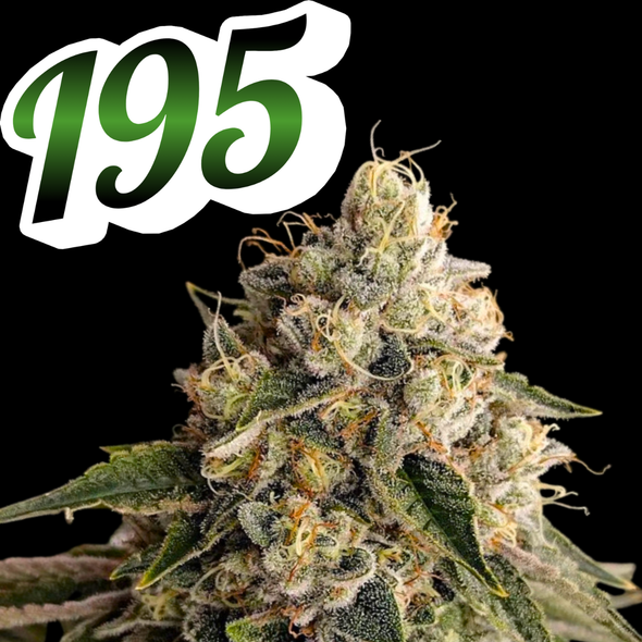 I-95 Clone Money mike Cut