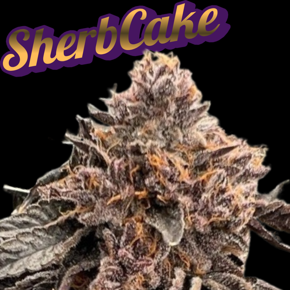 SherbCake Clone Chromatic Cut