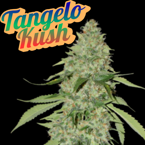 Tangelo Kush Clone Heirloom Cut