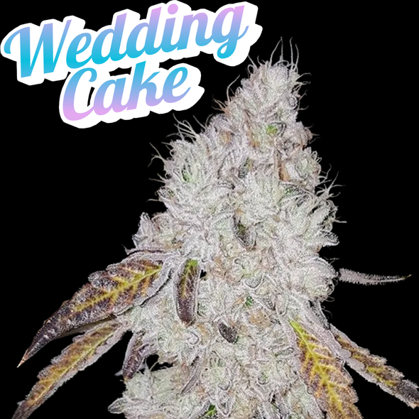 Wedding Cake Clone JBeezy Cut