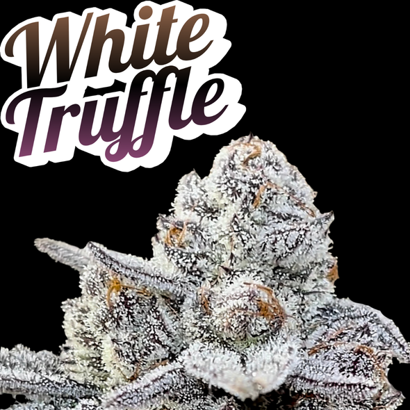 White Truffle Clone Beleaf Cut