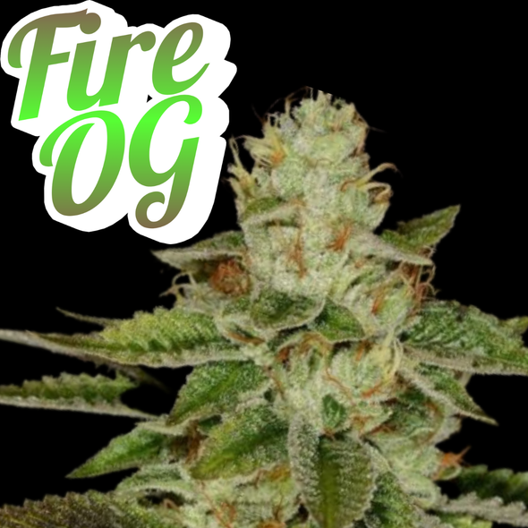 Fire OG Clone Heirloom  Cut
