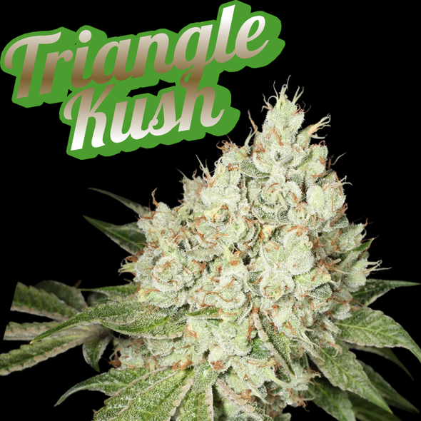 Triangle Kush Clone Heirloom Cut