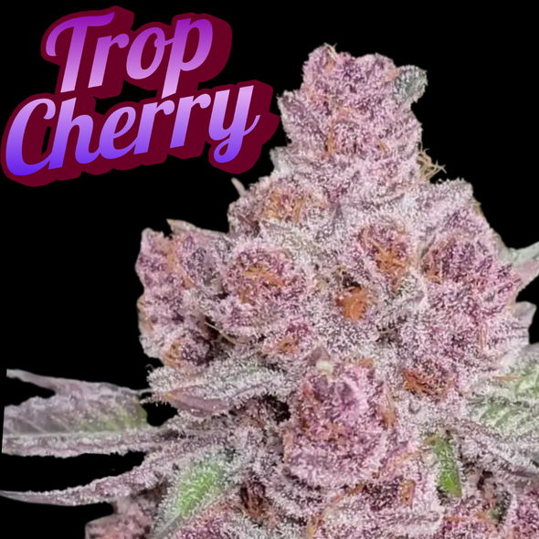 Trop Cherry Clone Relentless Cut