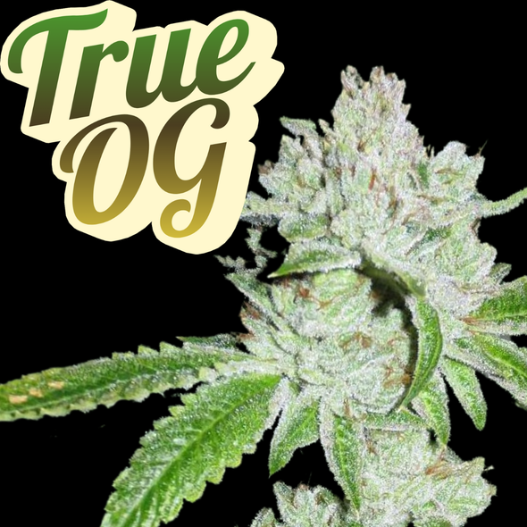 True OG Clone Soma Cut