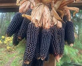 Page's Organic Seeds - Squash (Yellow Crookneck)