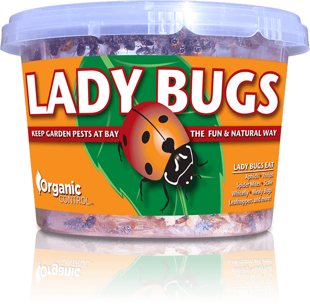 Orcon Lady Bugs (Delivered To Your Door)