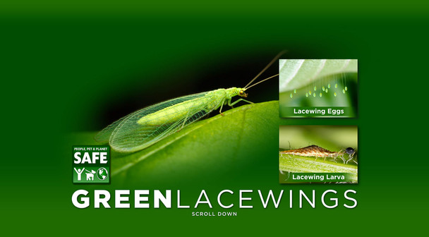 green lacewings