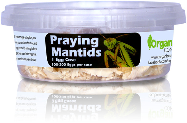 Orcon Live Praying Mantis