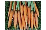 Page's Organic Seeds - Carrot (Scarlet Nantes)
