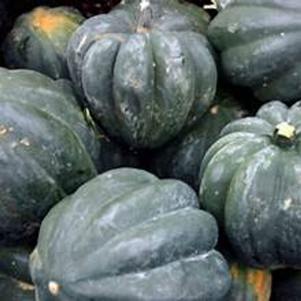 Page's Organic Seeds - Squash (Table Queen)