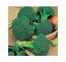 Page's Organic Seeds - Broccoli (Calabrese Green)