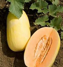 Page's Organic Seeds - Cantaloupe (Crenshaw Melon)