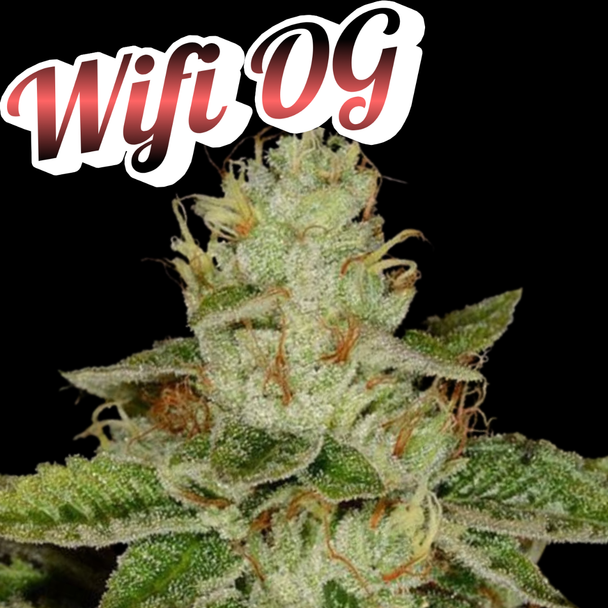 WIFI OG Clone OG Raskal Cut