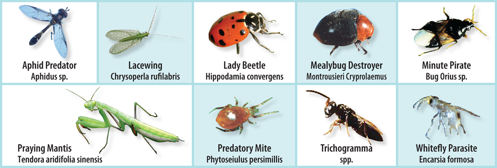 beneficialinsects.png