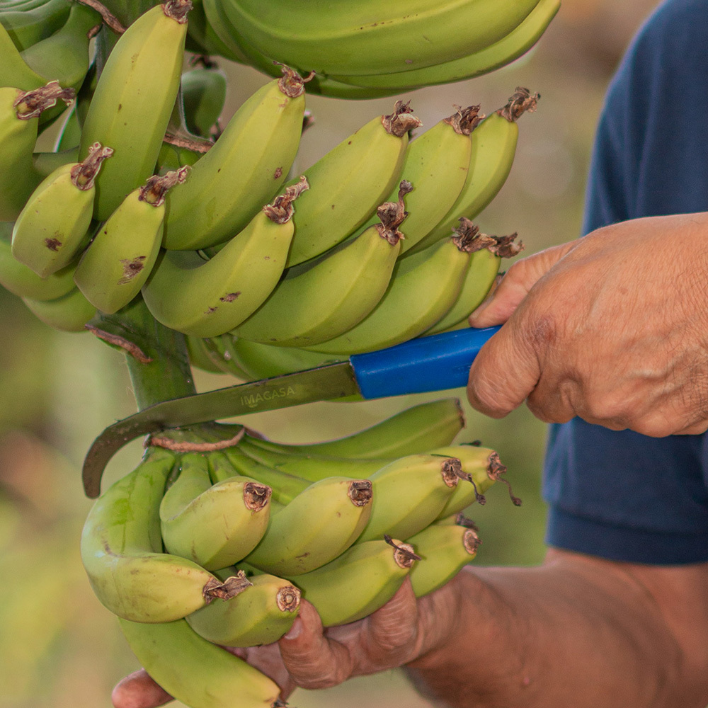 HERRAMIENTAS PARA BANANO