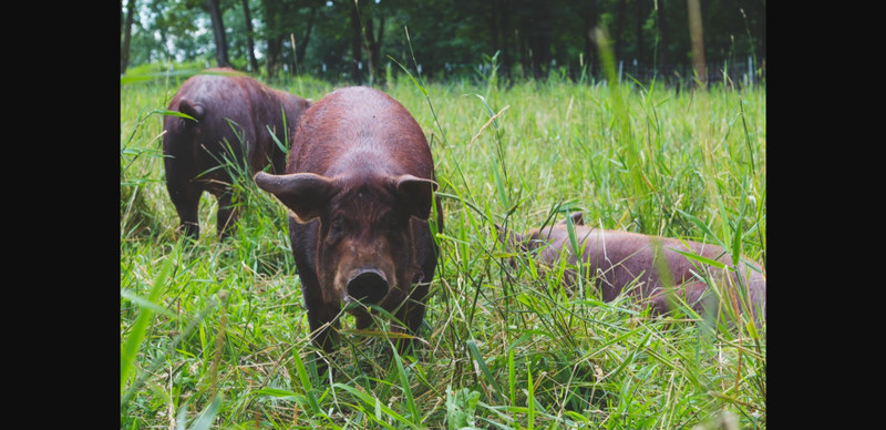 DIET AND ITS SERIOUSNESS TO THE MELANATED PEOPLE 