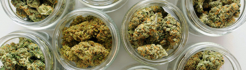 Cannabis