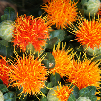 Safflower Oil