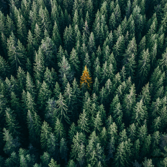 Frasier Fir Fragrance Oil | Thymes Type