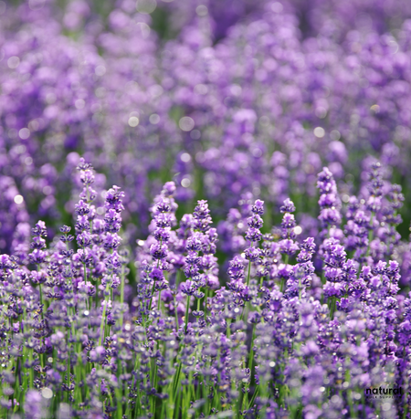 Field of blooming lavender with vibrant purple flowers under soft sunlight, capturing the natural beauty and pure essence of fresh lavender. Perfectly embodies the calming and earthy scent of Untamed Lavender Fragrance Oil by Natural Bulk Supplies Field of blooming lavender with vibrant purple flowers under soft sunlight, capturing the natural beauty and pure essence of fresh lavender. Perfectly embodies the calming and earthy scent of Untamed Lavender Fragrance Oil by Natural Bulk Supplies