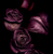 Deep, moody purple roses set against a dark background, evoking the rich, sophisticated essence of Plum Noir & Rose Fragrance Oil. This image captures the luxurious and bold character of the scent, combining elegance with mystery
