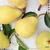 Oh My Pear Fragrance Oil | It Girl Juices – Pear Purée Type