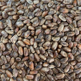 Redback Wheat Malt (Gladfield)