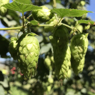 The New Zealand Pilsner Beer Style