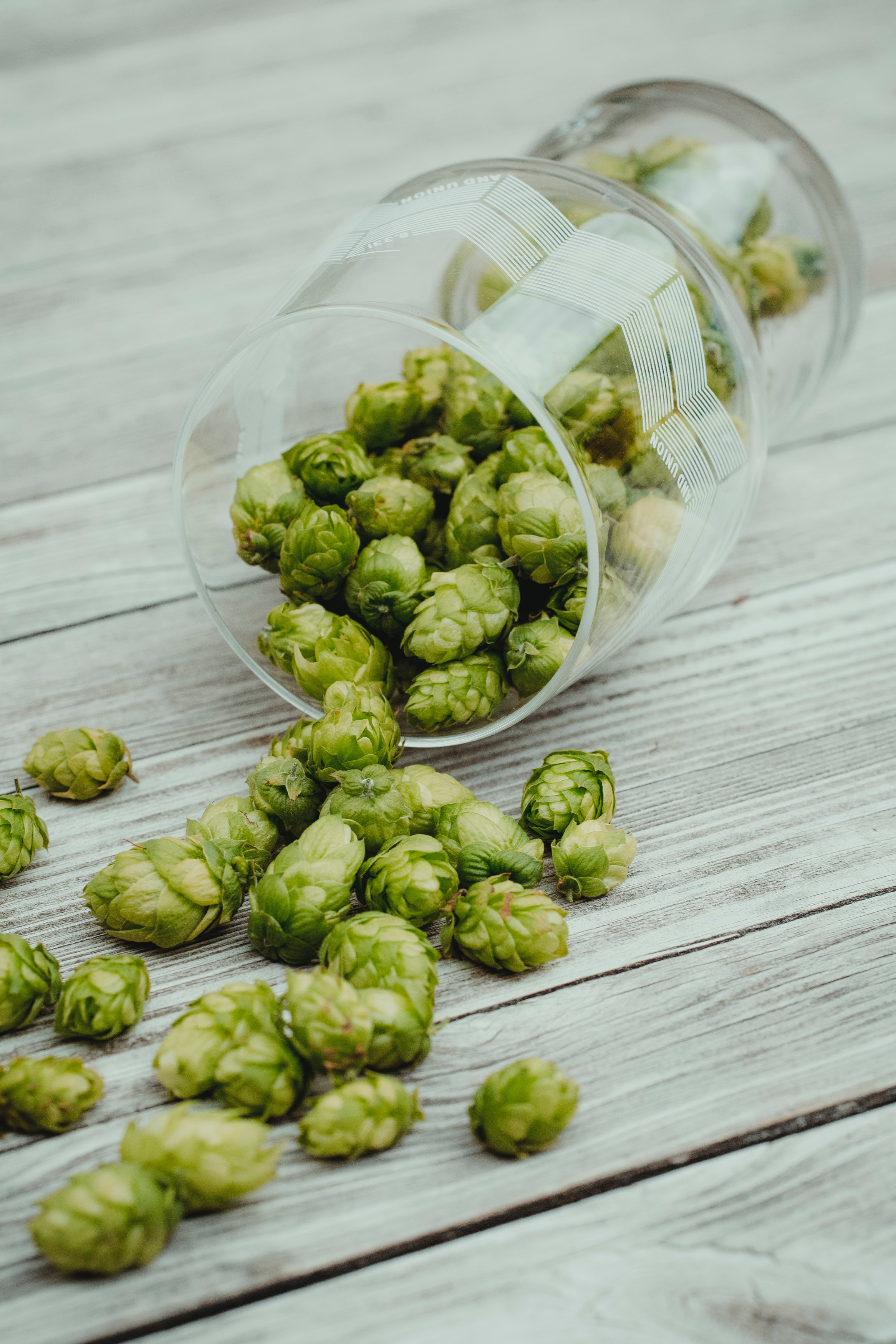 Nobody Likes A Hop Creep Brewshop co nz