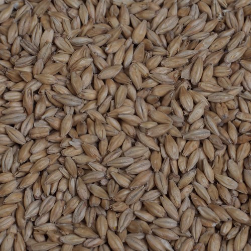 Golden Promise Pale Malt Grain