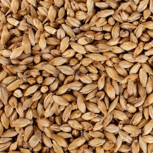 Premium Pilsner Malt Grain