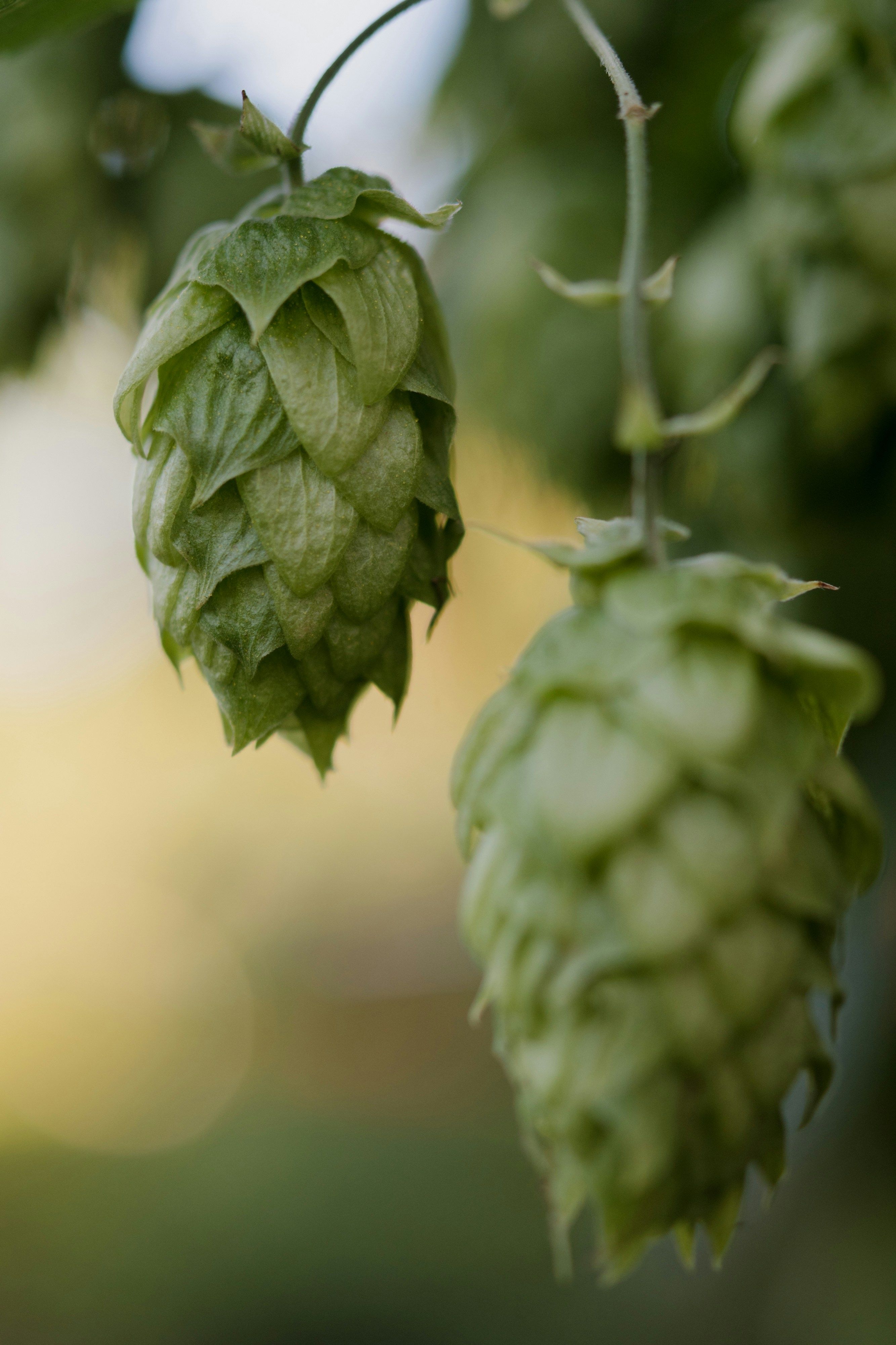 Brew Building From Scratch - Brewshop.co.nz