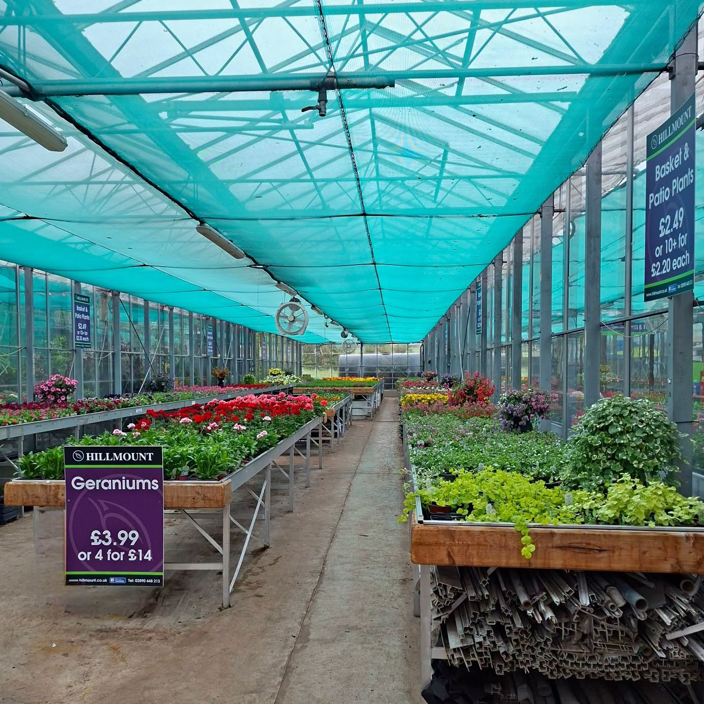 Bedding plants in a greenhouse