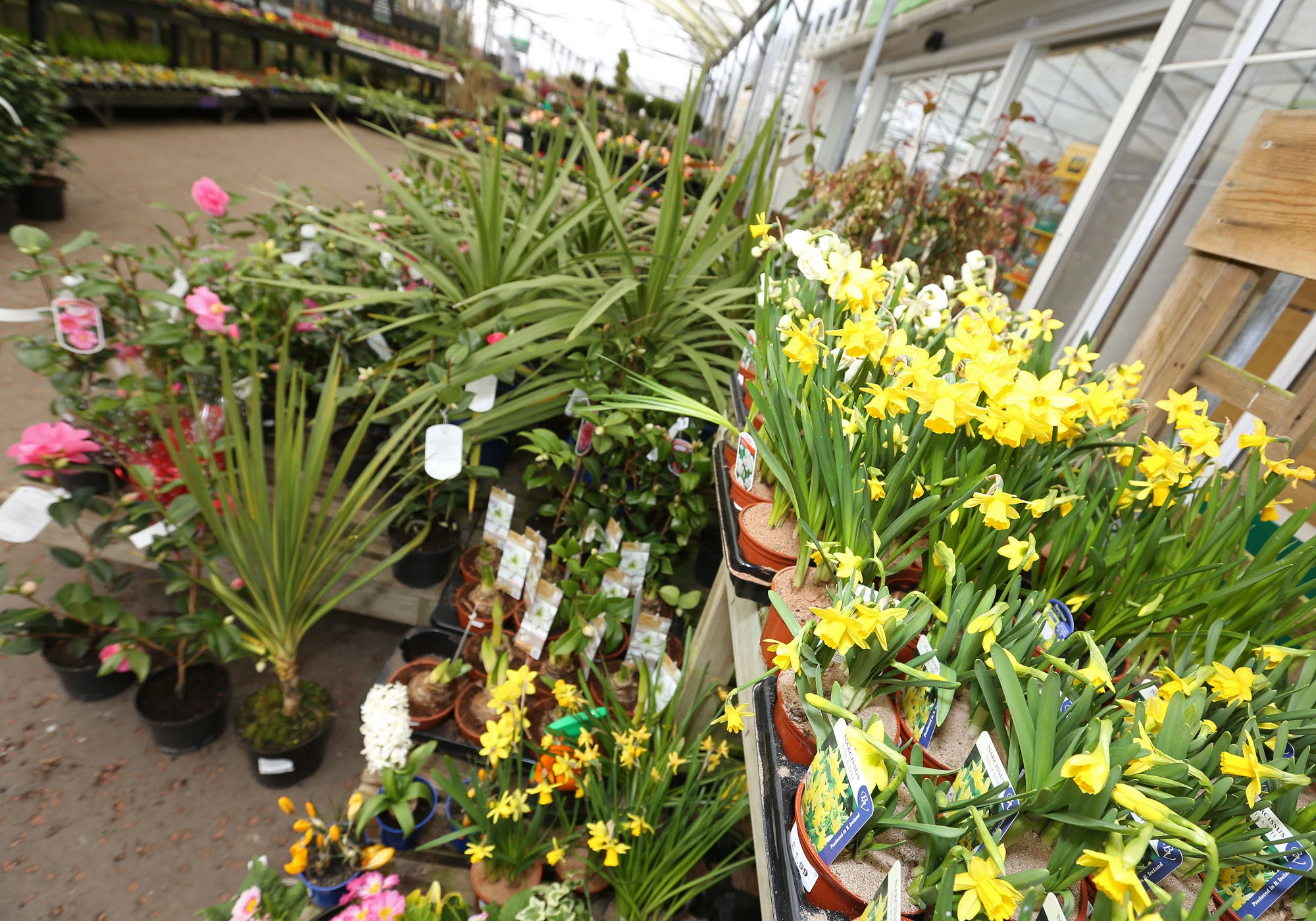 Bedding plants in a greenhouse