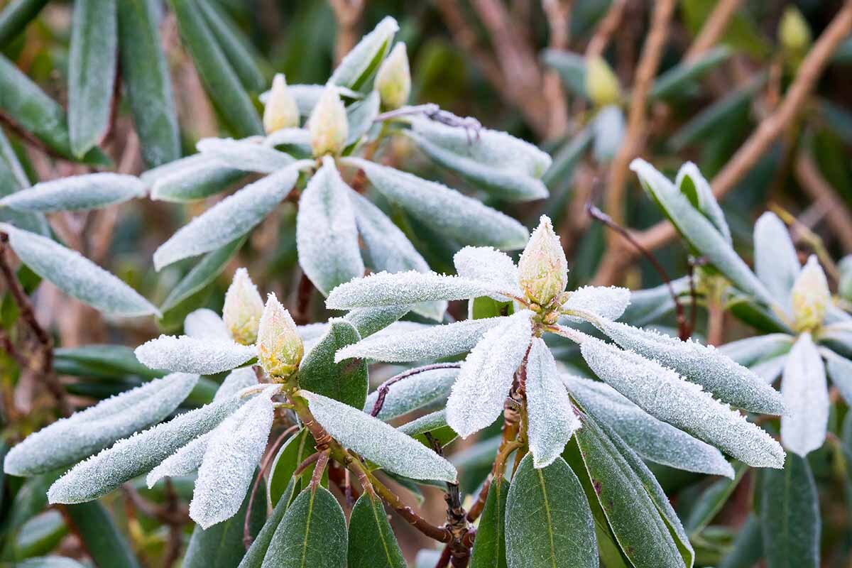 Plant with frost