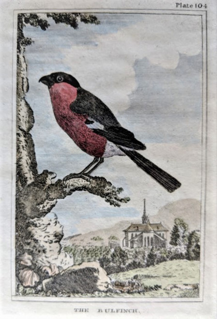 rare antique print, 'THE BULFINCH' , c.1812 - by Buffon