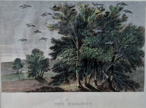 antique print, 1855 - 'THE HERONRY'