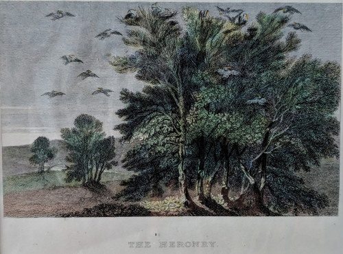 Antique print of The Heronry, Windsor Great Park - published 1855