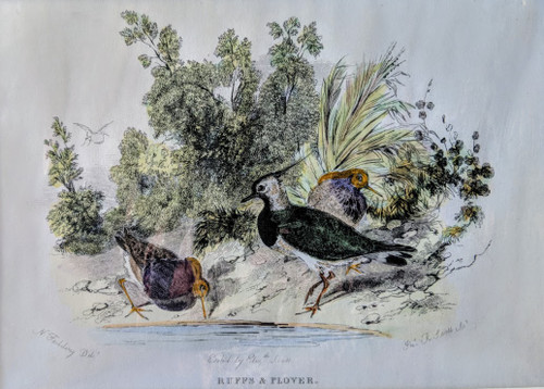 antique birds print, 1835 - 'RUFFS & PLOVER'