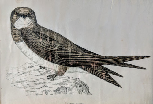 antique bird print, 1880 - 'ALPINE SWIFT'
