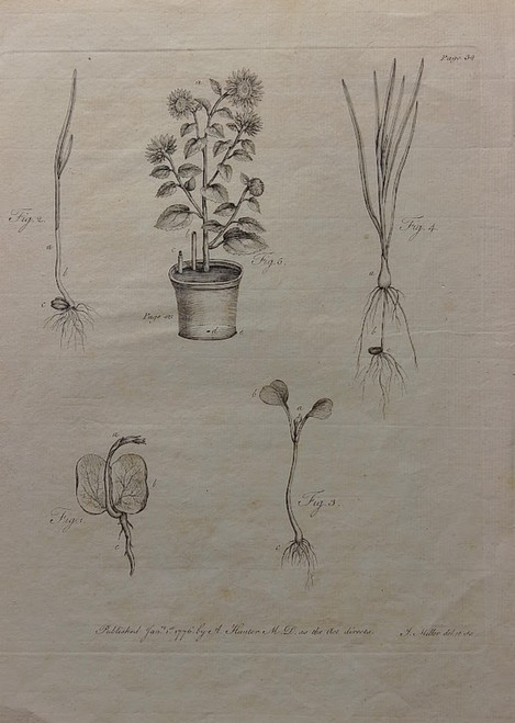 Antique botanical print, J.Miller, published 1776 - from "Sylva, or a Discourse of Forest Trees"