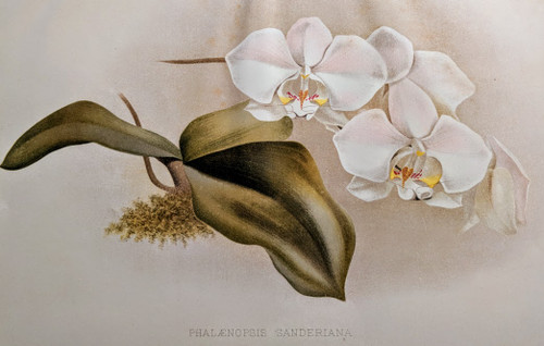 vintage botanical print (1883) - 'THE MOTH ORCHID' 