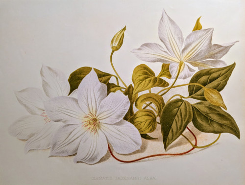 vintage botanical print, CLEMATIS JACKMANNI ALBA - 1884