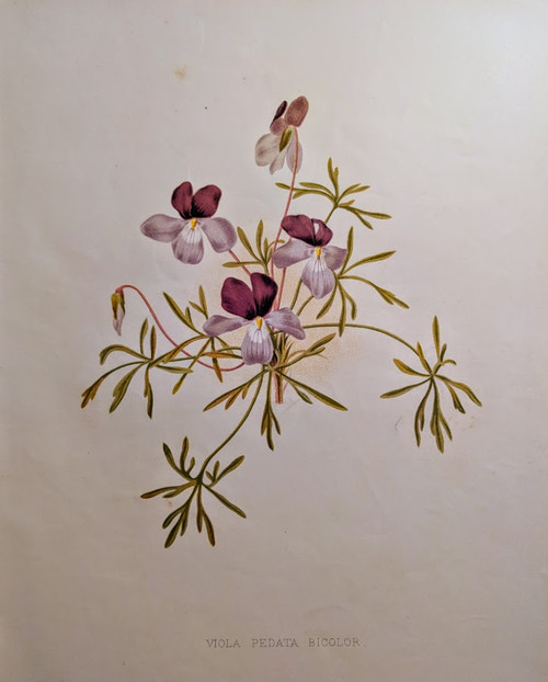 VIOLA PEDATA BICOLOR - vintage botanical print, 1883