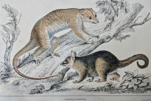 "Cuscus" (marsupials) - antique print published circa 1845